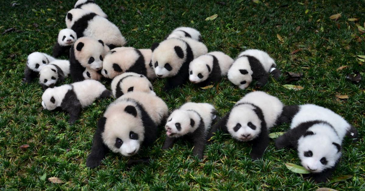 El oso panda deja de ser una especie en extinción en China